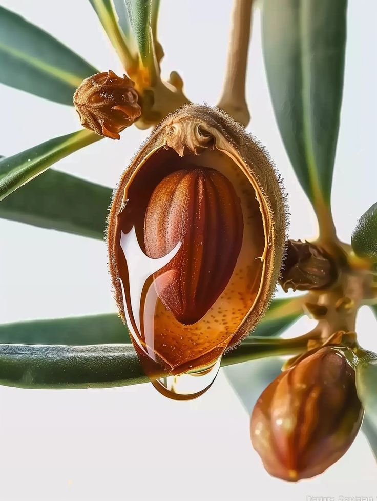 Jojoba Seed Oil